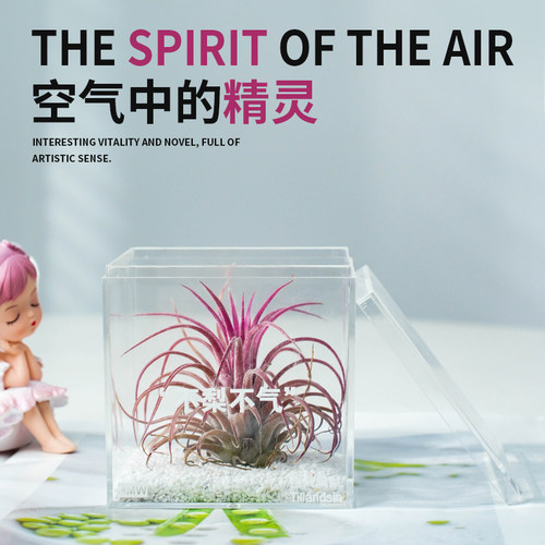 空气凤梨无土植物鲜活办公桌面室内多肉工位微景观盆栽黑凤梨绿植 - 图2