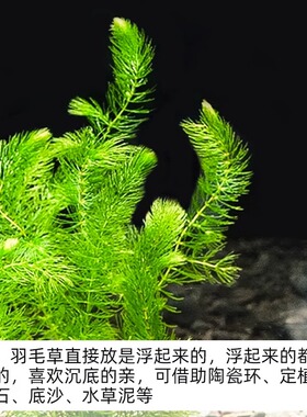 金鱼藻红羽毛水草植物蜈蚣鱼缸造景水培真草养鱼草缸绿植净水新手