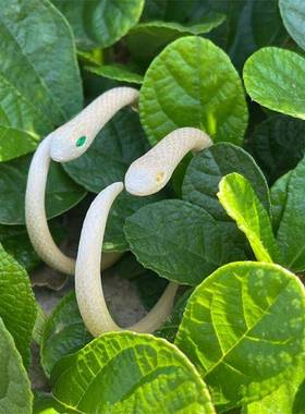 奶呼呼小白蛇缠绕手镯原创手作独特小众复古艺术创意灵蛇手环配饰