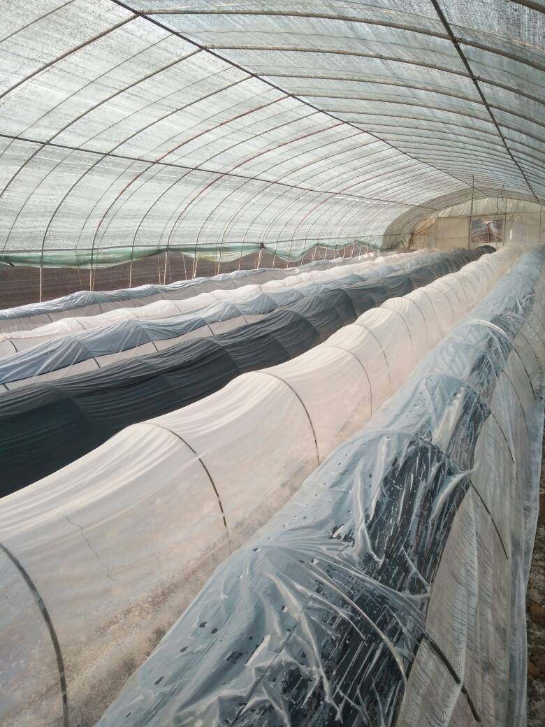 Greenhouse film two-layer three-layer small shed blue transparent plastic film cold-proof, anti-freeze and thermal insulation agricultural film