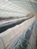 Greenhouse film two-layer three-layer small shed blue transparent plastic film cold-proof, anti-freeze and thermal insulation agricultural film