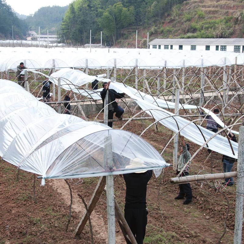 Greenhouse film two-layer three-layer small shed blue transparent plastic film cold-proof, anti-freeze and thermal insulation agricultural film