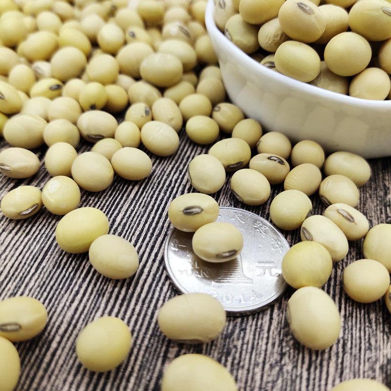 2023年椭圆形大黄豆250g/5斤农家自种老品种土黄豆大粒打豆浆豆腐