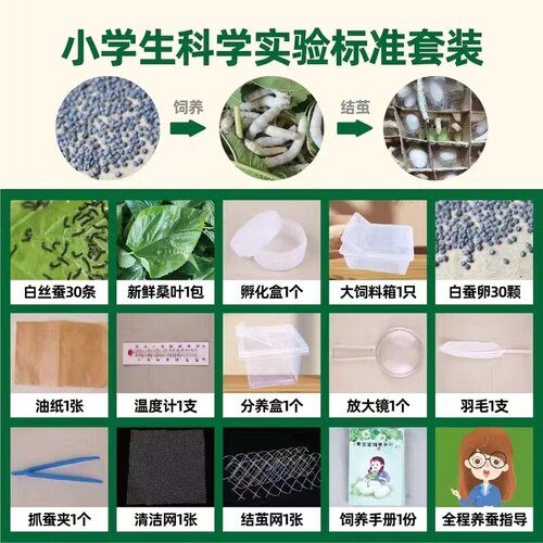 彩色蚕宝宝天然金丝蚕小学生养蚕工具全套套餐蚕卵套装爬虫饲养盒 - 图3