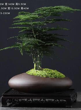 矮生密叶文竹室内观叶绿植小盆栽桌面摆件紫砂盆景办公室带盆栽好