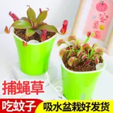 Венера Флайтрап насекомые растения непентареса сочные растения девагрист