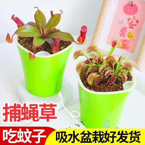 Венера Флайтрап насекомые растения непентареса сочные растения девагрист