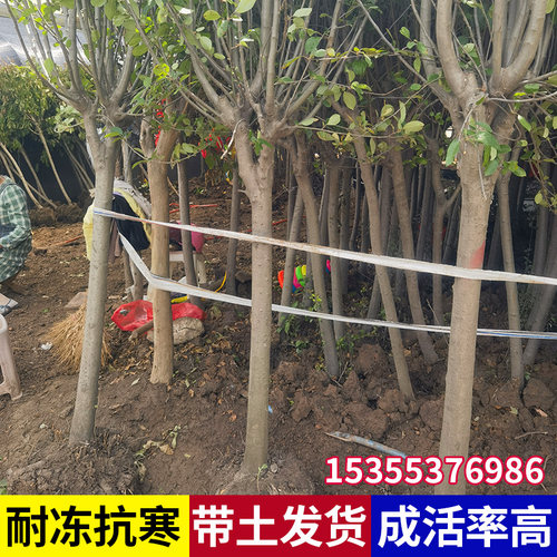 海棠花树苗西府垂丝四季海棠花苗别墅庭院盆栽北美耐寒大型风景树 - 图3