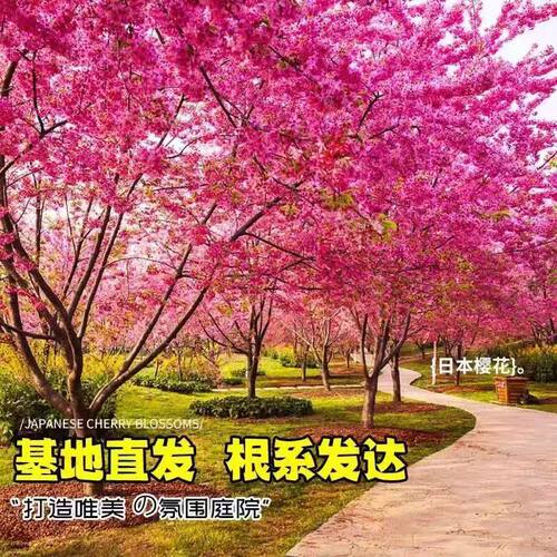 日本樱花树苗庭院大型小苗盆栽地栽四季南北方种植风景树绿化树苗 - 图1