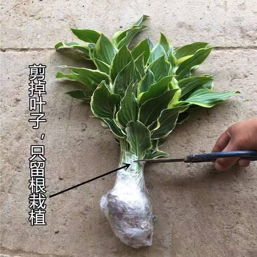 玉簪花苗观叶观花植物庭院地栽盆栽喜阴耐寒花叶青叶玉簪当年开花 - 图2