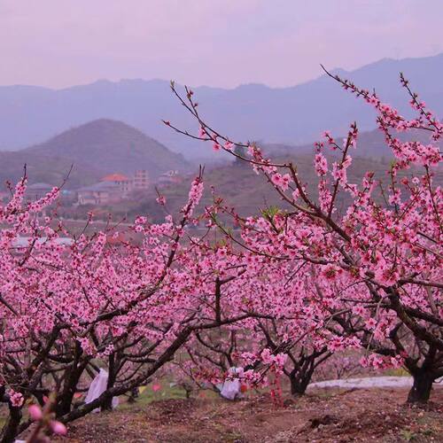 紫叶碧桃花树苗别墅庭院耐寒大型风景树彩叶景观树红叶碧桃树花卉 - 图1
