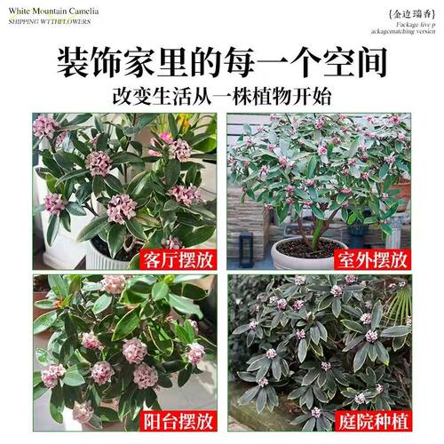 金边瑞香盆栽浓香型老桩大苗年宵花卉带花苞室内耐寒阳台花卉植物 - 图2