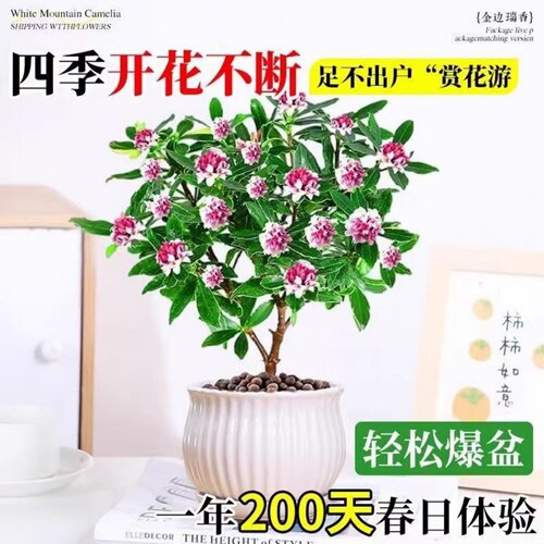 金边瑞香盆栽浓香型老桩大苗年宵花卉带花苞室内耐寒阳台花卉植物 - 图0