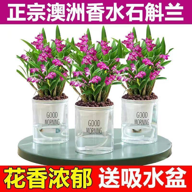 澳洲香水石斛兰盆栽带花苞水培植物石斛兰苗花卉植物室内绿植好养,淘宝优惠券,粉丝福利购,淘宝优惠卷