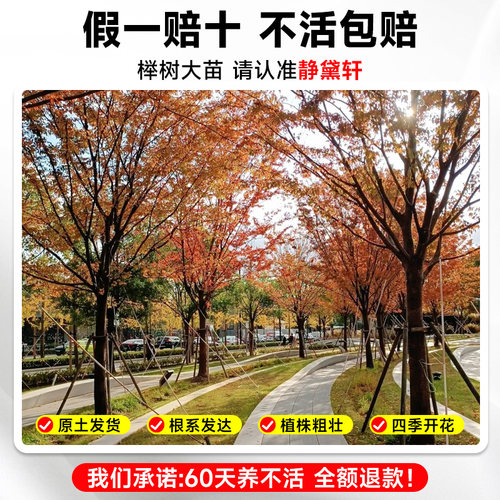 红榉树苗血举小苗别墅庭院行道大型耐寒彩叶绿化风景树小叶榉树苗 - 图3