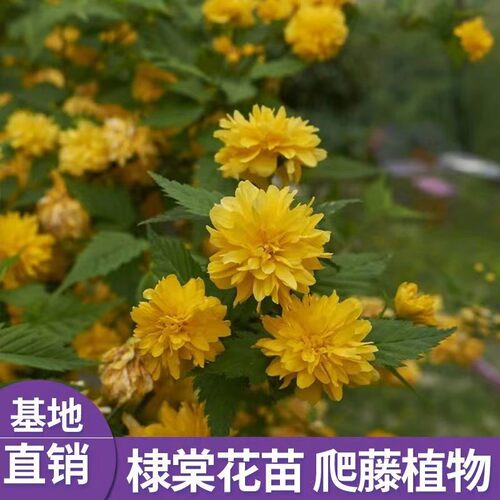 重瓣棣棠花苗盆栽耐荫爬藤攀缘花卉绿植物浓香多花耐寒四季金灿花 - 图0