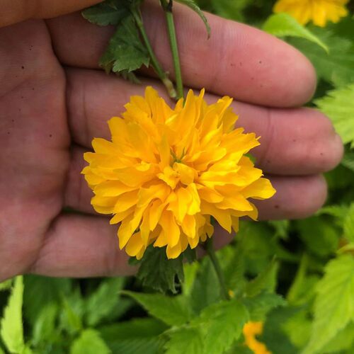 重瓣棣棠花苗盆栽耐荫爬藤攀缘花卉绿植物浓香多花耐寒四季金灿花 - 图2