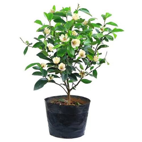 含笑花盆栽树苗室内阳台浓香型带花苞香蕉花庭院四季盆栽耐寒植物 - 图3