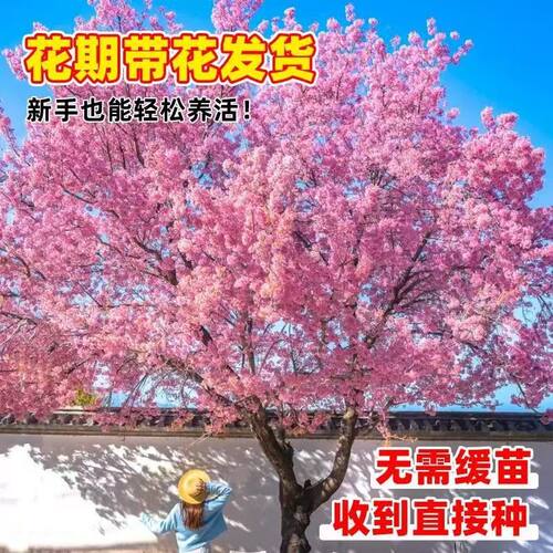 日本樱花树苗庭院大型小苗盆栽地栽四季南北方种植风景树绿化树苗 - 图0