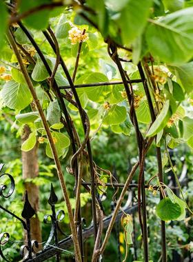 掬涵铁艺拱门花架爬藤架花园支架攀爬架植物架户外庭院装饰花门
