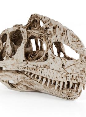 恐龙头骨模型树脂工艺品单脊龙骷髅头动物骨架研究参考动物骷颅头