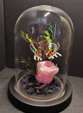 速发W1罩R妩灰蝶标本小灰蝶雕塑小众真工收藏礼物手蝴蝶艺术玻璃T