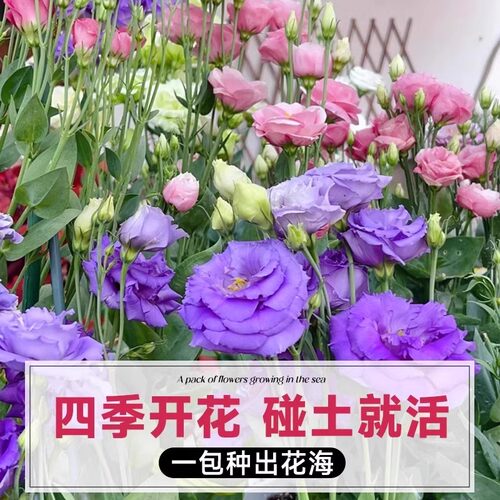 重瓣洋桔梗花种子南北方四季播种开花易活室内外秋冬耐寒花卉种籽 - 图0