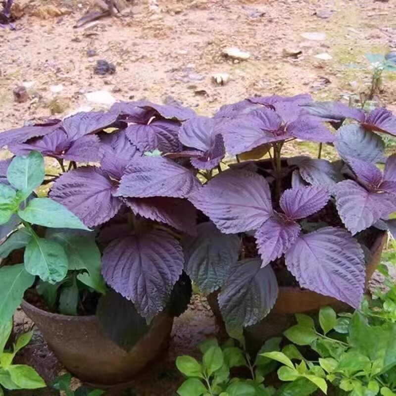 紫苏种子可食用双面红紫苏大叶紫苏种子四季耐热阳台盆栽蔬菜种子,淘宝优惠券,粉丝福利购,淘宝优惠卷