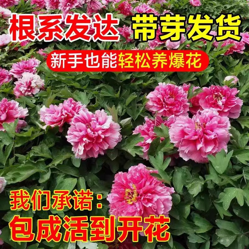 牡丹花大苗盆栽洛阳正宗老桩庭院室内外花种四季重瓣花卉牡丹树苗,淘宝优惠券,粉丝福利购,淘宝优惠卷