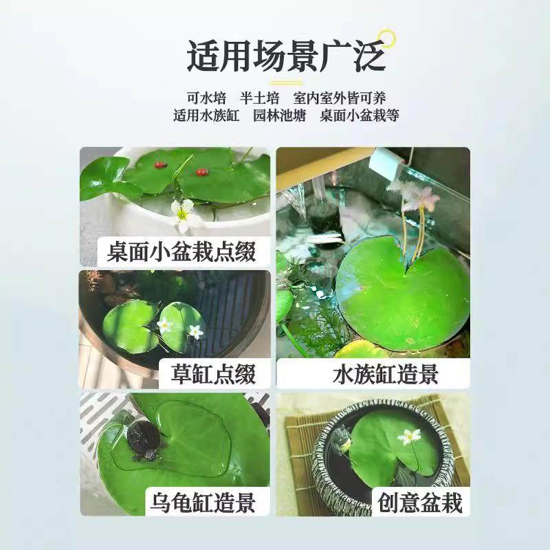 一叶莲水培植物室内鱼缸造景挺水植物水草碗莲睡莲水养好养活绿植,淘宝优惠券,粉丝福利购,淘宝优惠卷