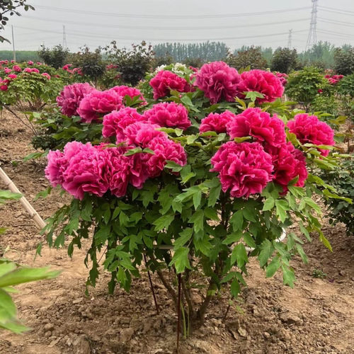 牡丹花树苗盆栽大苗洛阳正宗带花苞牡丹花种四季重瓣花卉牡丹花苗 - 图2