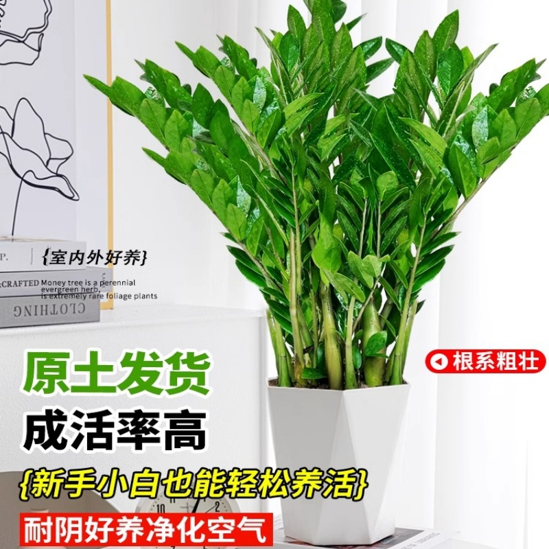 金钱树盆栽客厅大型招财树绿植办公室内桌面盆景摇钱串子好养植物 - 图0