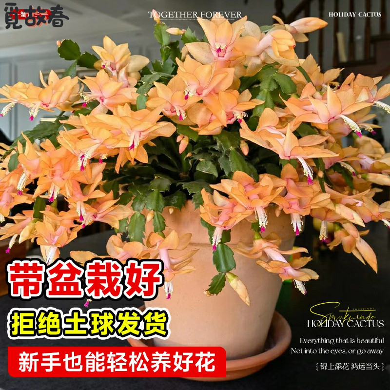 蟹爪兰苗多肉植物带根蟹抓兰仙人掌嫁接令箭荷花室内绿植花卉盆栽,淘宝优惠券,粉丝福利购,淘宝优惠卷