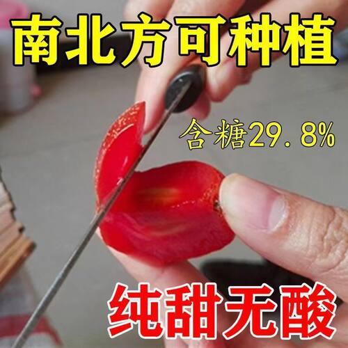纯甜羊奶果树苗德甜二号云南羊奶果苗南北方种植盆栽地栽当年结果 - 图1