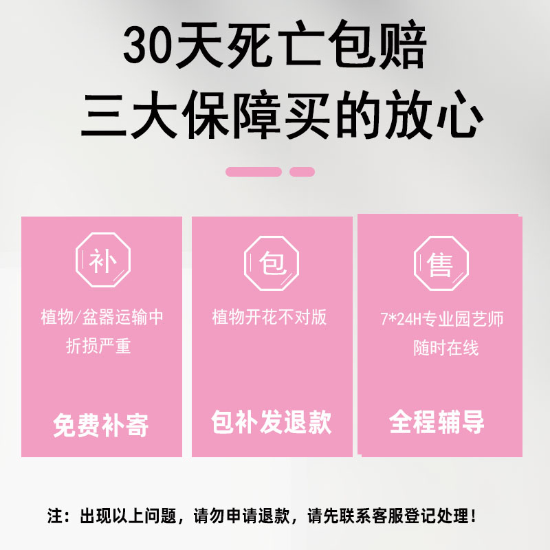 浓香型铃兰带芽花苗多年生盆栽植物花卉耐寒耐热四季开花好养易活