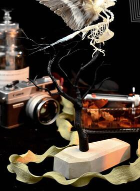 枝树款KSH鹦鹉骨件骼标本鸟由骨架【自的骨头】树枝摆定制骨骼