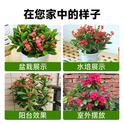 虎刺梅花卉盆栽易活植物室内办公室阳台耐旱铁海棠花四季新手好养 - 图3