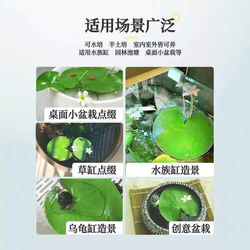 一叶莲无土水生水培植物水生水养鱼盆池碗莲盆栽莲花水养池塘水生 - 图1