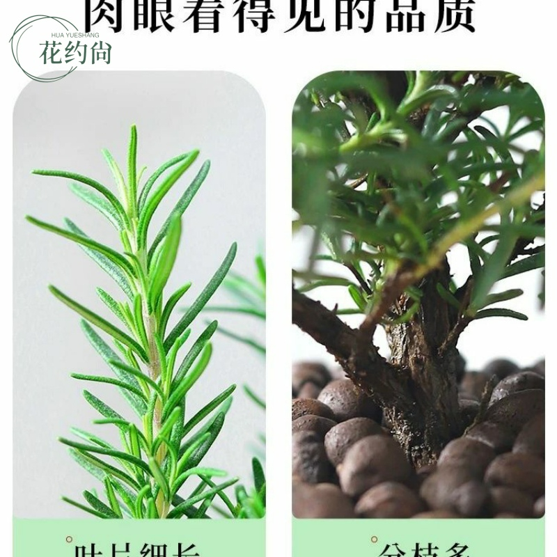 新鲜迷迭香可食用盆栽驱蚊香草植物带香味室内绿植净化空气吸 - 图2