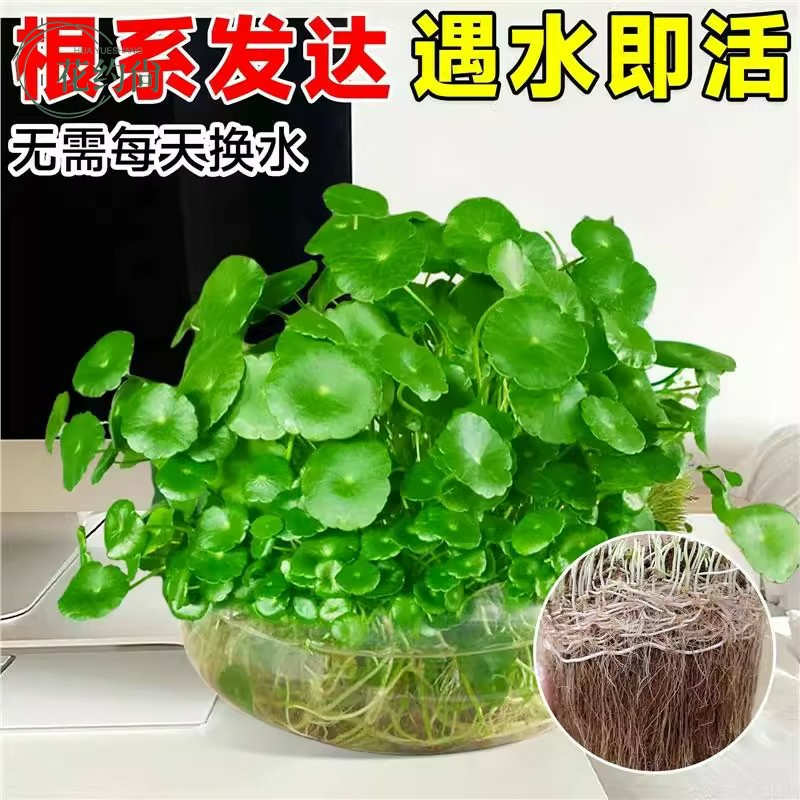 精品大叶铜钱草水培植物金钱草水养盆栽办公室内好养桌面绿植好养 - 图1