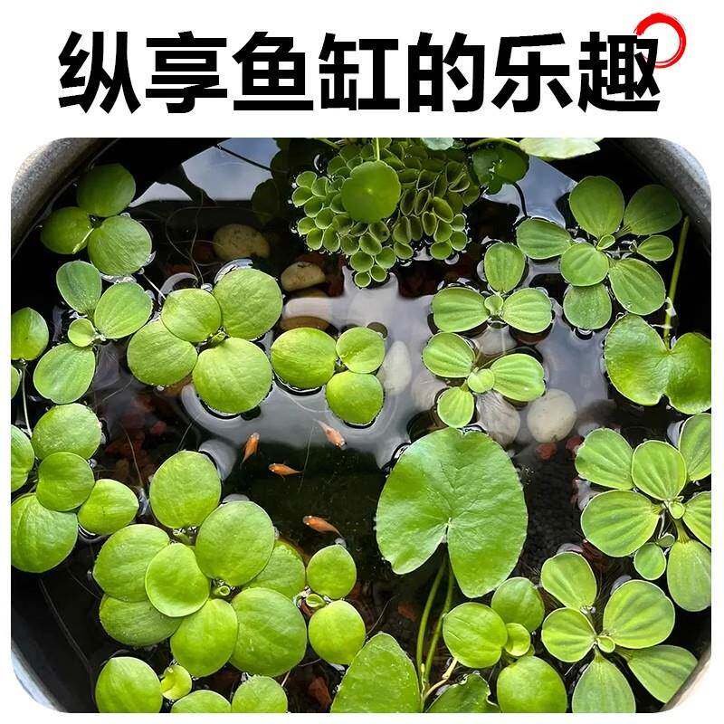 圆心萍浮萍水草植物鱼缸造景水培水芙蓉净化水质鱼虾龟缸漂浮水草,淘宝优惠券,粉丝福利购,淘宝优惠卷