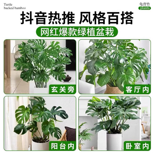 龟背竹盆栽大叶开背老桩客厅办公室内植物大型净化空气好养活绿植 - 图3