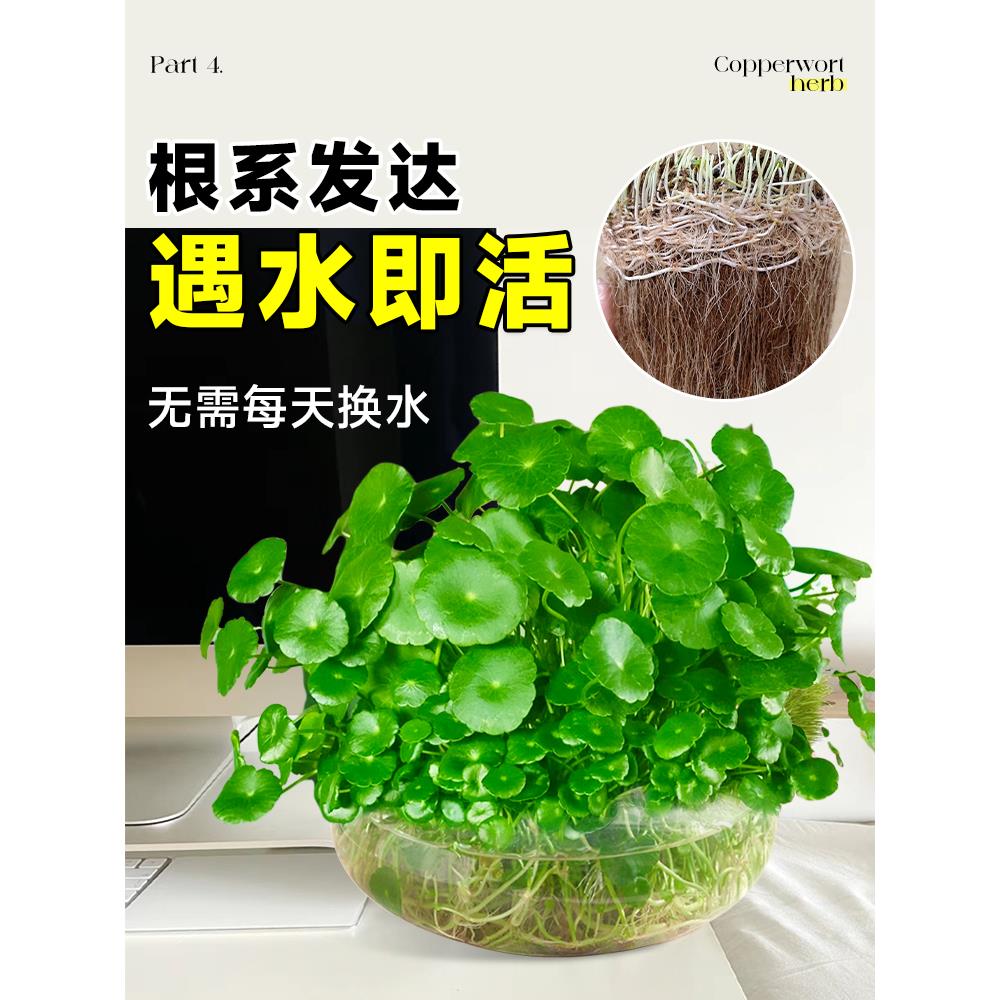 水培植物铜钱草金钱草带叶子室内水养花卉招财绿植盆栽四季好养活