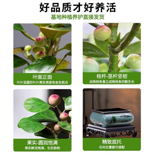 小盼菩提树盆栽带果绿植室内禅意盆景办公室花卉植物桌面好养摆件 - 图3