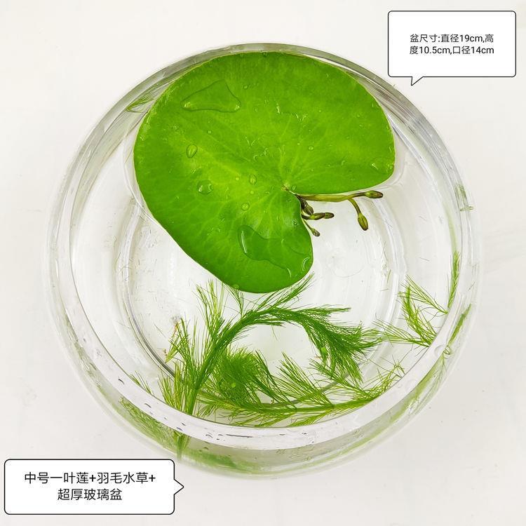 一叶莲无土水生水培植物水生水养鱼池碗莲盆盆栽莲花水养池塘水生 - 图0