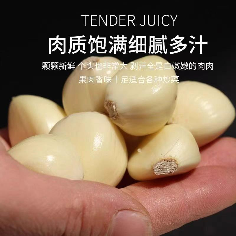 带芽大蒜种发芽新蒜高产紫皮蒜种干蒜种头可种可吃出蒜台水培蒜苗 - 图2