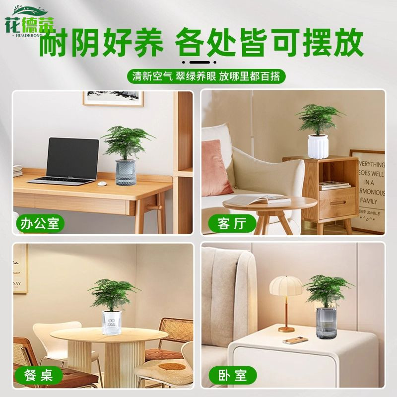 文竹盆栽植物室内客厅中式禅意盆景绿植办公室摆件高端花卉好养活,淘宝优惠券,粉丝福利购,淘宝优惠卷