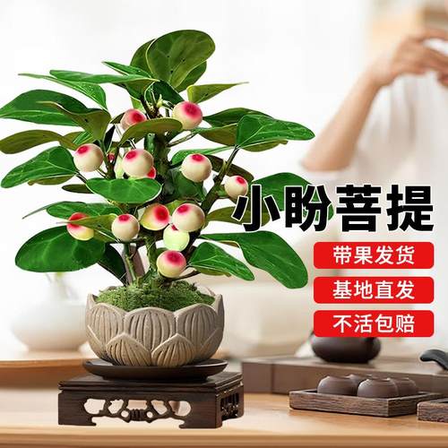 小盼菩提树盆栽带果绿植室内禅意盆景办公室花卉植物桌面好养摆件 - 图0