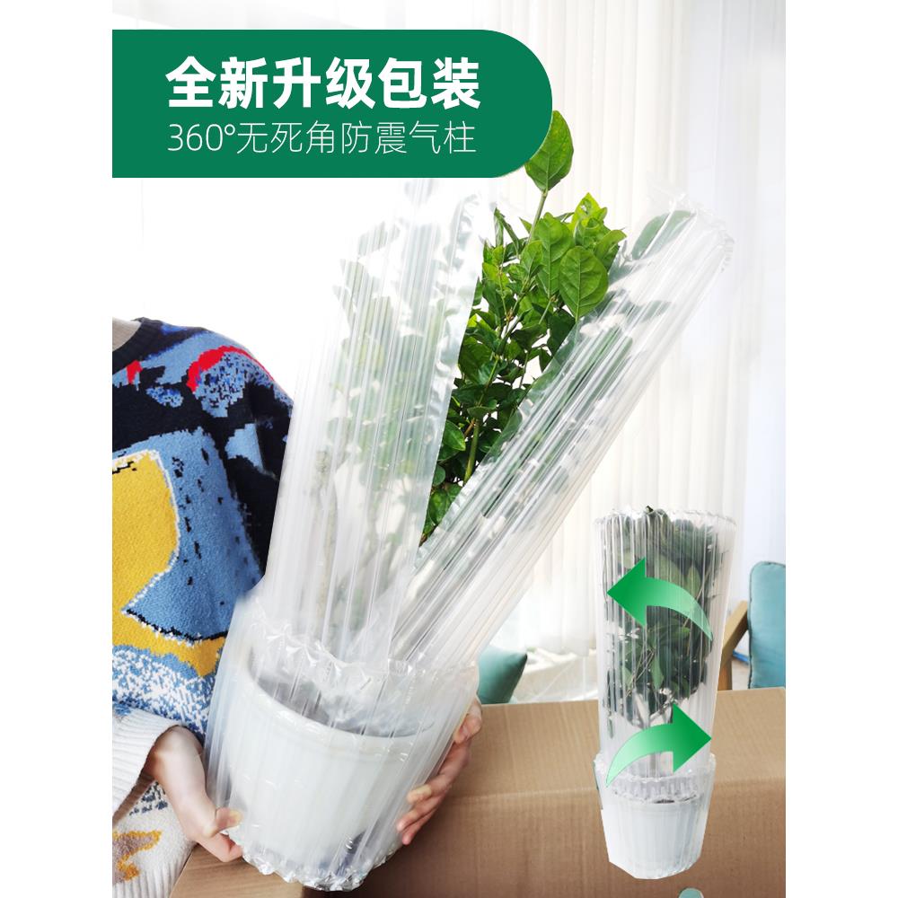 茉莉花盆栽独杆栀子花精品老桩盆景阳台绿植花卉单瓣茉莉花棒棒糖 - 图3