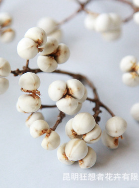 狂想厂家小白果/白豆/乌桕40cmins干花束干树枝干果北欧风装饰